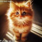 Dion Bartoletti Profile Picture