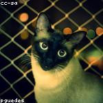 Janessa Halvorson Profile Picture