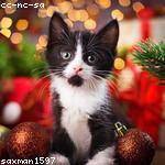 Christian Schmitt Profile Picture