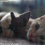 Sherman Krajcik Profile Picture